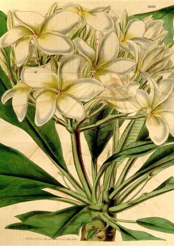 Reproducción/Reproduction 35210029886: Curtis's botanical magazine.. London ; New York [etc.] :Academic Press [etc.]