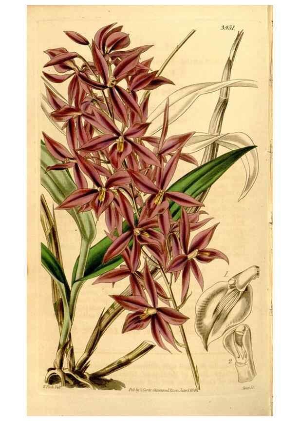 Reproducción/Reproduction 35210027516: Curtis's botanical magazine.. London ; New York [etc.] :Academic Press [etc.]