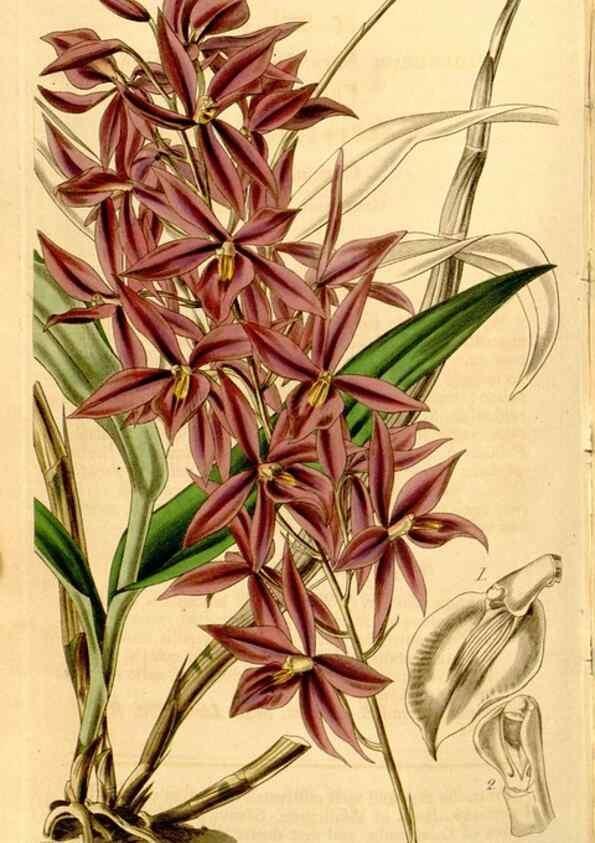 Reproducción/Reproduction 35210027516: Curtis's botanical magazine.. London ; New York [etc.] :Academic Press [etc.]
