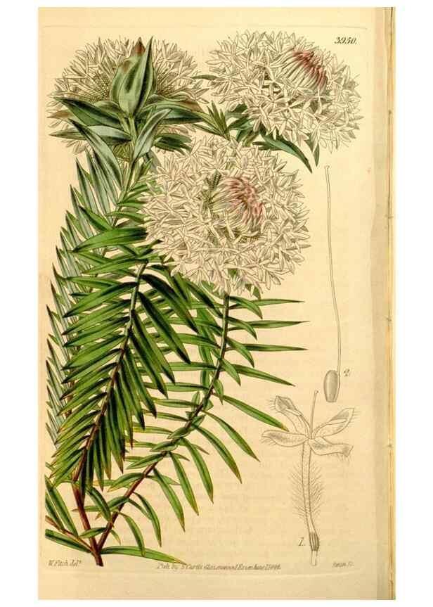 Reproducción/Reproduction 34405848924: Curtis's botanical magazine.. London ; New York [etc.] :Academic Press [etc.]