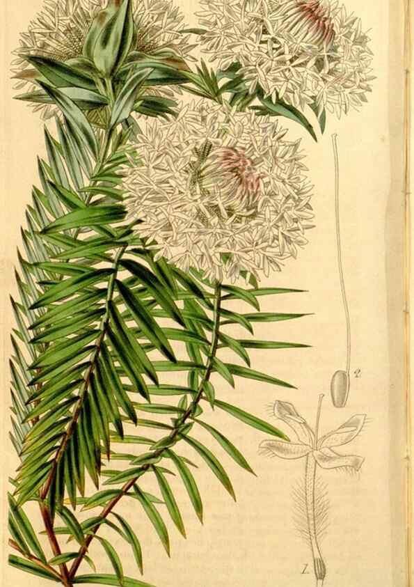 Reproducción/Reproduction 34405848924: Curtis's botanical magazine.. London ; New York [etc.] :Academic Press [etc.]