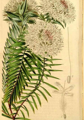 Reproducción/Reproduction 34405848924: Curtis's botanical magazine.. London ; New York [etc.] :Academic Press [etc.]