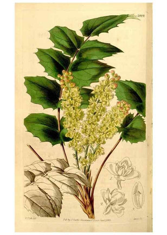 Reproducción/Reproduction 34405844924: Curtis's botanical magazine.. London ; New York [etc.] :Academic Press [etc.]