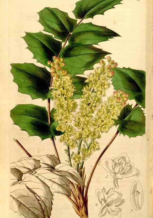 Reproducción/Reproduction 34405844924: Curtis's botanical magazine.. London ; New York [etc.] :Academic Press [etc.]