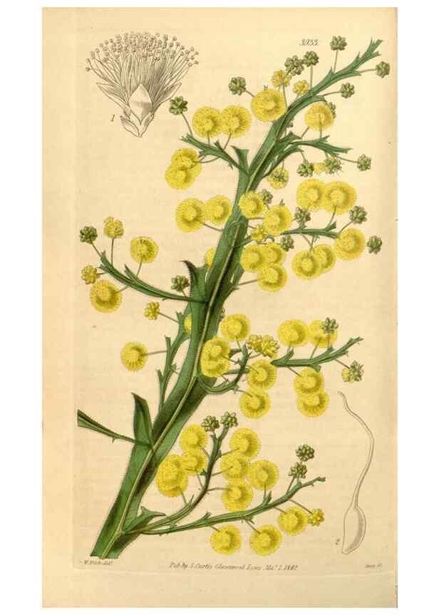 Reproducción/Reproduction 35249816095: Curtis's botanical magazine.. London ; New York [etc.] :Academic Press [etc.]