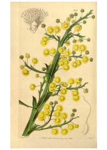 Reproducción/Reproduction 35249816095: Curtis's botanical magazine.. London ; New York [etc.] :Academic Press [etc.]