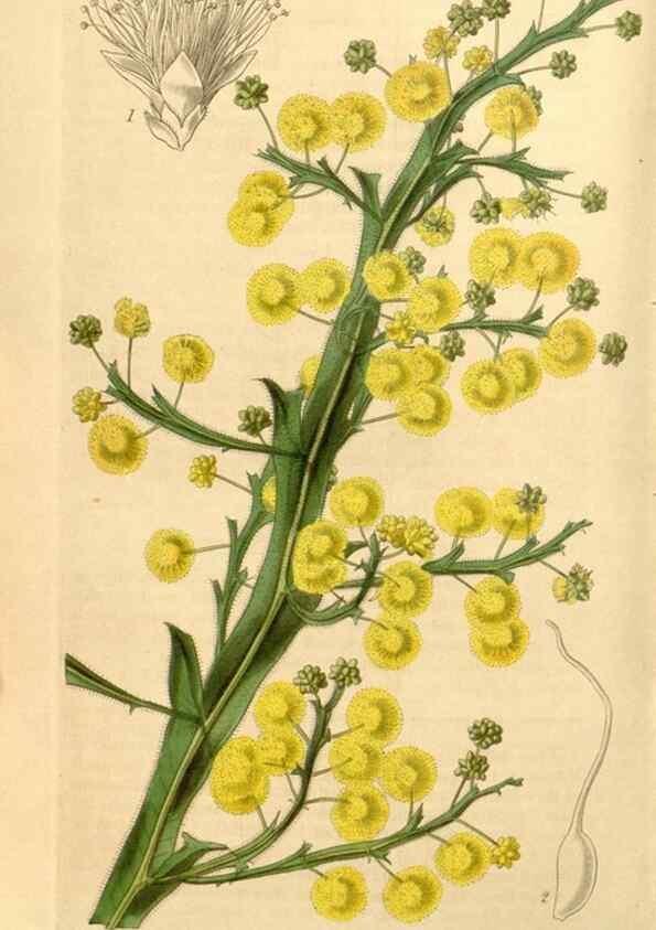 Reproducción/Reproduction 35249816095: Curtis's botanical magazine.. London ; New York [etc.] :Academic Press [etc.]