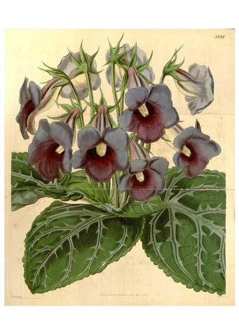 Reproducción/Reproduction 35249817055: Curtis's botanical magazine.. London ; New York [etc.] :Academic Press [etc.]