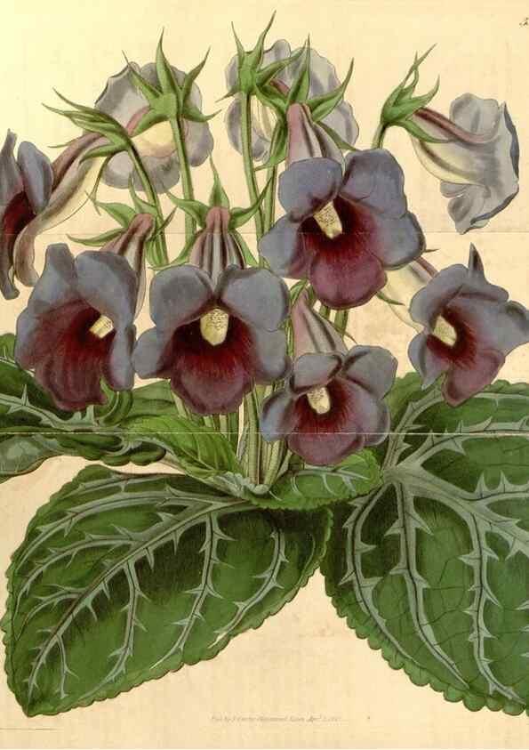 Reproducción/Reproduction 35249817055: Curtis's botanical magazine.. London ; New York [etc.] :Academic Press [etc.]