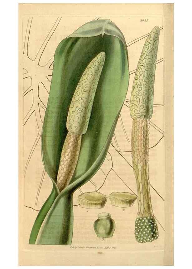 Reproducción/Reproduction 35249818185: Curtis's botanical magazine.. London ; New York [etc.] :Academic Press [etc.]