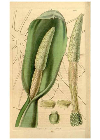 Reproducción/Reproduction 35249818185: Curtis's botanical magazine.. London ; New York [etc.] :Academic Press [etc.]