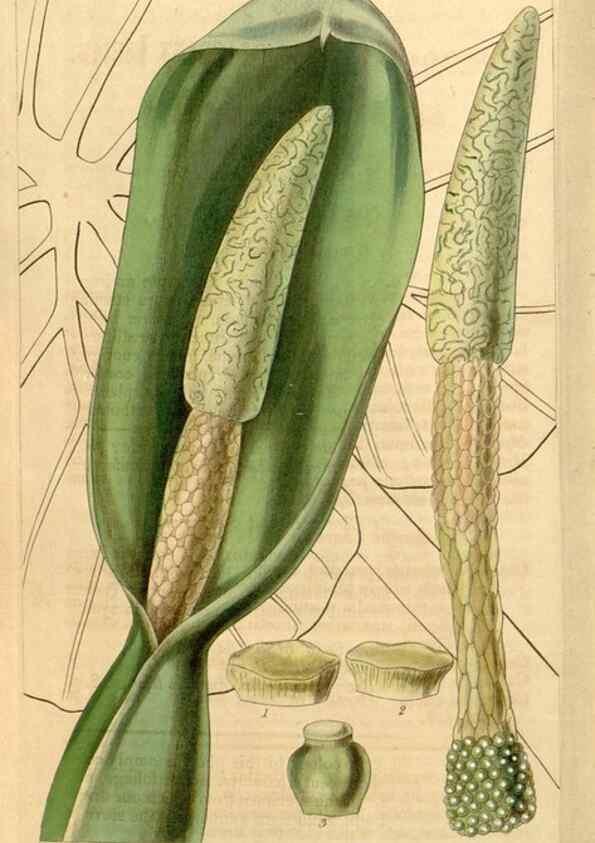Reproducción/Reproduction 35249818185: Curtis's botanical magazine.. London ; New York [etc.] :Academic Press [etc.]
