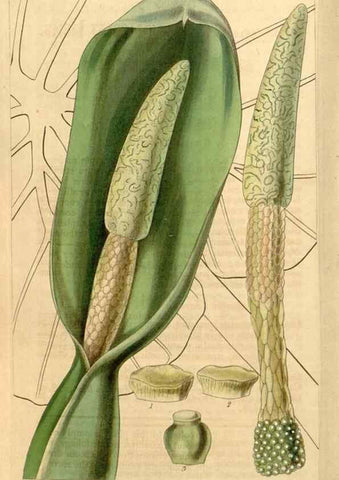 Reproducción/Reproduction 35249818185: Curtis's botanical magazine.. London ; New York [etc.] :Academic Press [etc.]