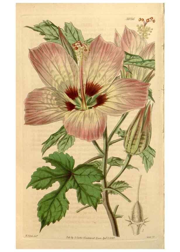 Reproducción/Reproduction 34862783130: Curtis's botanical magazine.. London ; New York [etc.] :Academic Press [etc.]