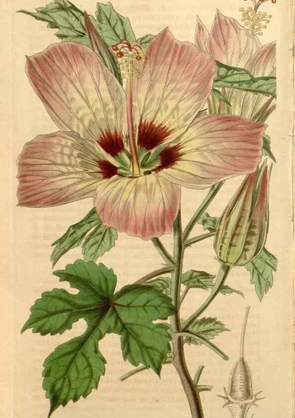 Reproducción/Reproduction 34862783130: Curtis's botanical magazine.. London ; New York [etc.] :Academic Press [etc.]