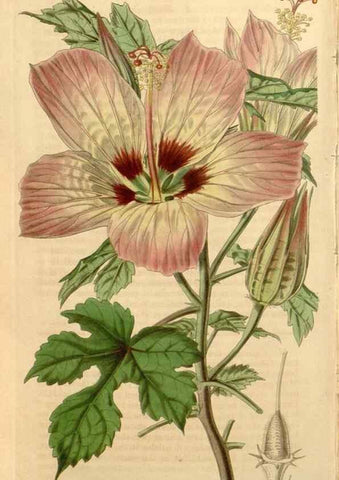 Reproducción/Reproduction 34862783130: Curtis's botanical magazine.. London ; New York [etc.] :Academic Press [etc.]