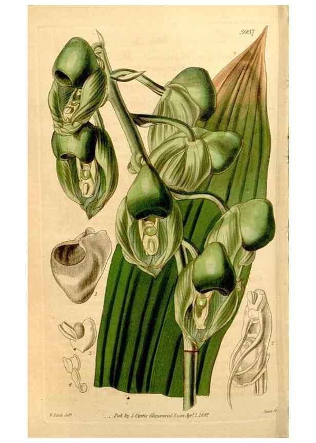 Reproducción/Reproduction 34862789010: Curtis's botanical magazine.. London ; New York [etc.] :Academic Press [etc.]