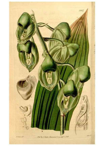 Reproducción/Reproduction 34862789010: Curtis's botanical magazine.. London ; New York [etc.] :Academic Press [etc.]