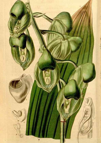 Reproducción/Reproduction 34862789010: Curtis's botanical magazine.. London ; New York [etc.] :Academic Press [etc.]