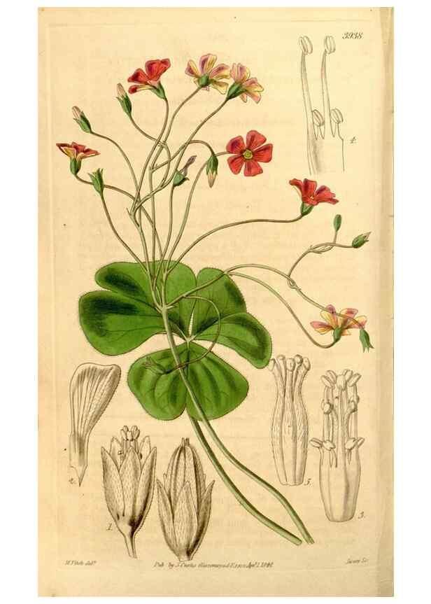Reproducción/Reproduction 34862792900: Curtis's botanical magazine.. London ; New York [etc.] :Academic Press [etc.]