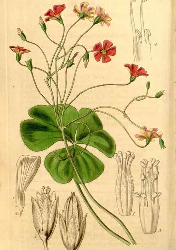 Reproducción/Reproduction 34862792900: Curtis's botanical magazine.. London ; New York [etc.] :Academic Press [etc.]