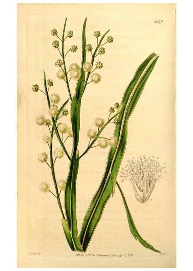 Reproducción/Reproduction 35084478252: Curtis's botanical magazine.. London ; New York [etc.] :Academic Press [etc.]