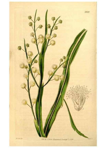 Reproducción/Reproduction 35084478252: Curtis's botanical magazine.. London ; New York [etc.] :Academic Press [etc.]