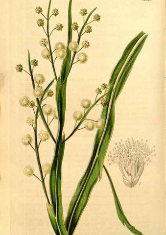 Reproducción/Reproduction 35084478252: Curtis's botanical magazine.. London ; New York [etc.] :Academic Press [etc.]
