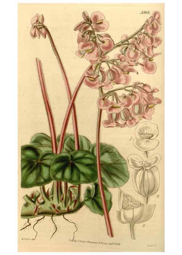 Reproducción/Reproduction 34862949710: Curtis's botanical magazine.. London ; New York [etc.] :Academic Press [etc.]