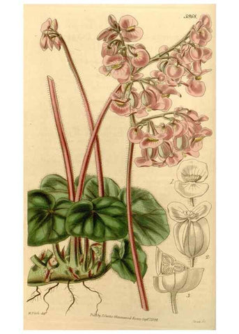 Reproducción/Reproduction 34862949710: Curtis's botanical magazine.. London ; New York [etc.] :Academic Press [etc.]