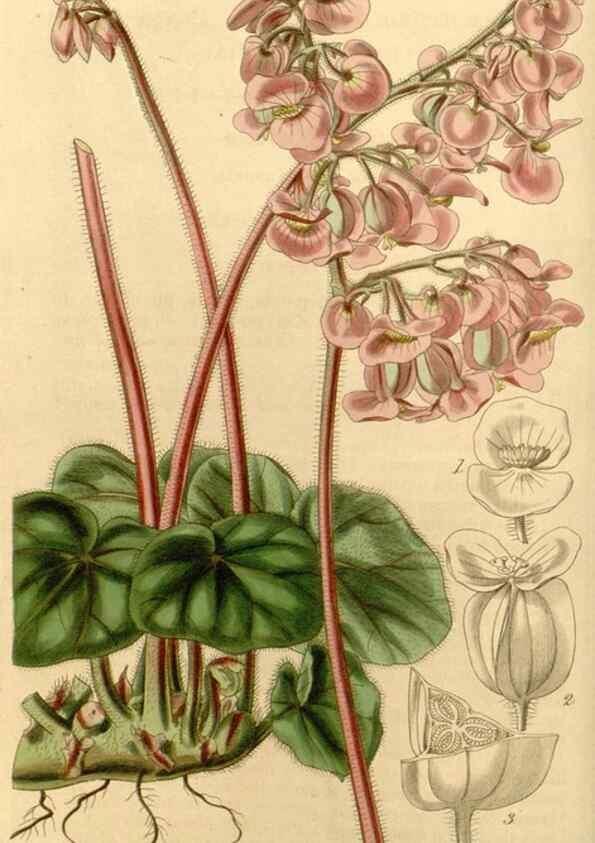 Reproducción/Reproduction 34862949710: Curtis's botanical magazine.. London ; New York [etc.] :Academic Press [etc.]