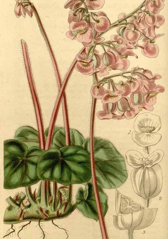 Reproducción/Reproduction 34862949710: Curtis's botanical magazine.. London ; New York [etc.] :Academic Press [etc.]