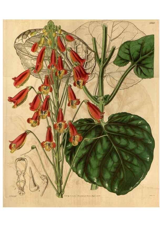 Reproducción/Reproduction 35209996926: Curtis's botanical magazine.. London ; New York [etc.] :Academic Press [etc.]