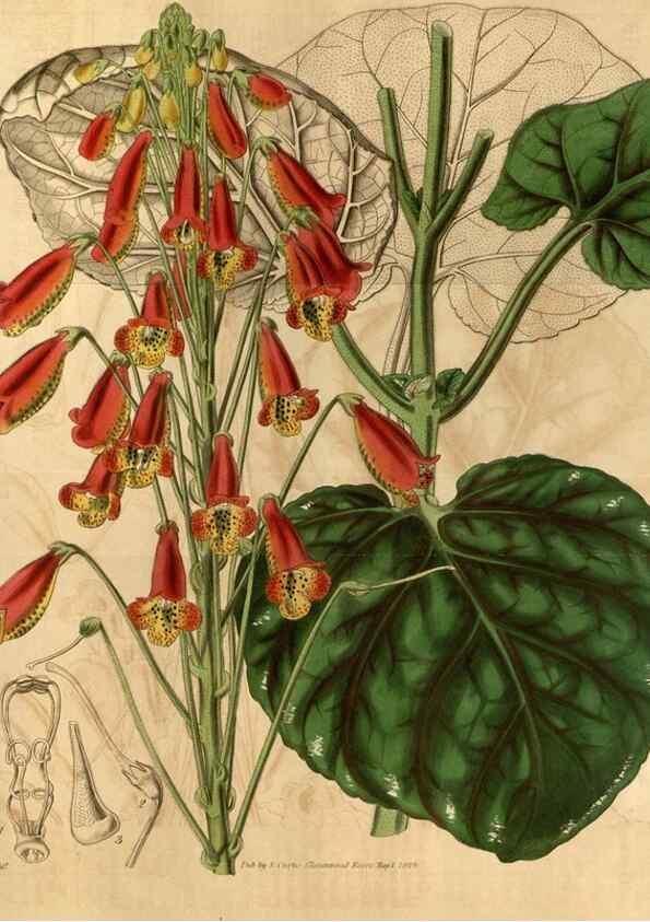 Reproducción/Reproduction 35209996926: Curtis's botanical magazine.. London ; New York [etc.] :Academic Press [etc.]