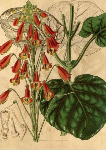 Reproducción/Reproduction 35209996926: Curtis's botanical magazine.. London ; New York [etc.] :Academic Press [etc.]