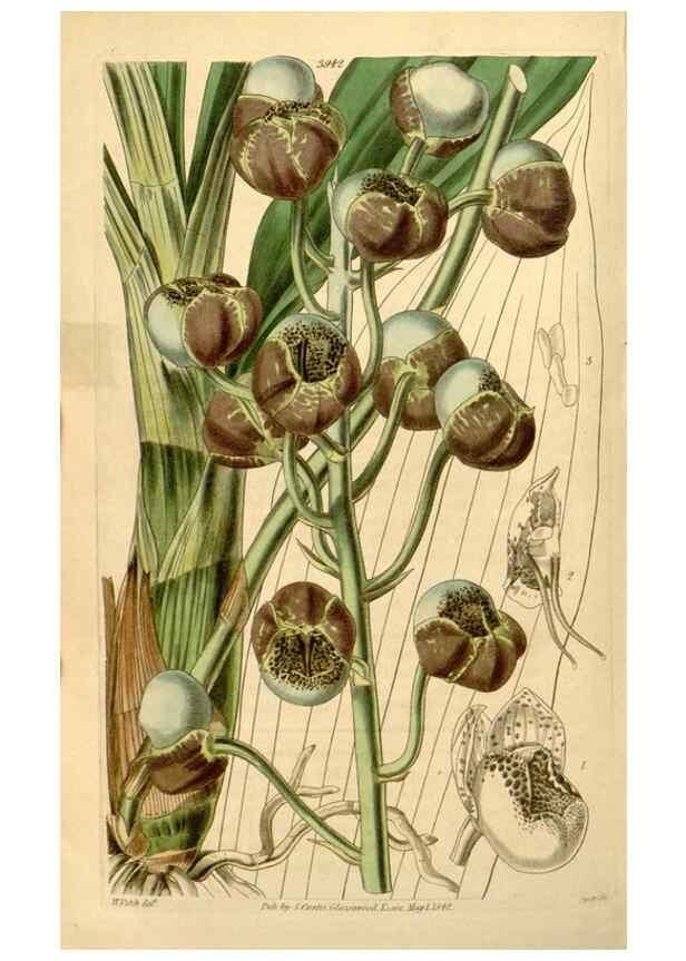 Reproducción/Reproduction 34440846283: Curtis's botanical magazine.. London ; New York [etc.] :Academic Press [etc.]