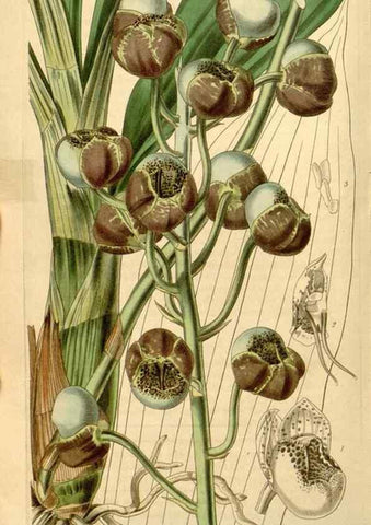 Reproducción/Reproduction 34440846283: Curtis's botanical magazine.. London ; New York [etc.] :Academic Press [etc.]