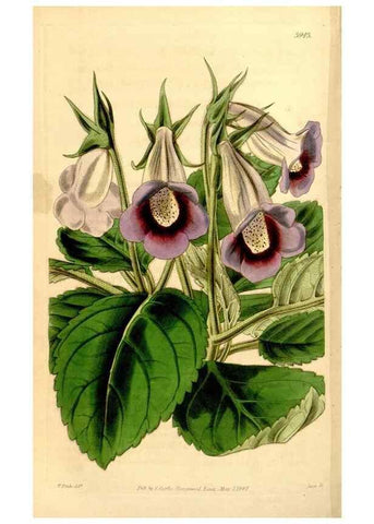 Reproducción/Reproduction 35210007146: Curtis's botanical magazine.. London ; New York [etc.] :Academic Press [etc.]