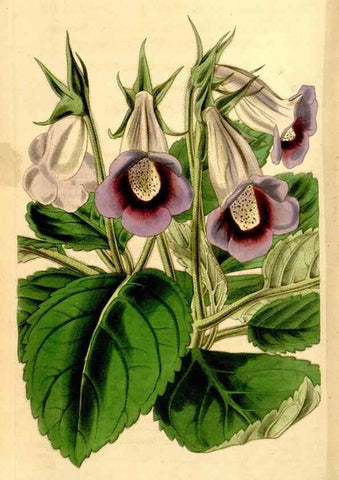 Reproducción/Reproduction 35210007146: Curtis's botanical magazine.. London ; New York [etc.] :Academic Press [etc.]