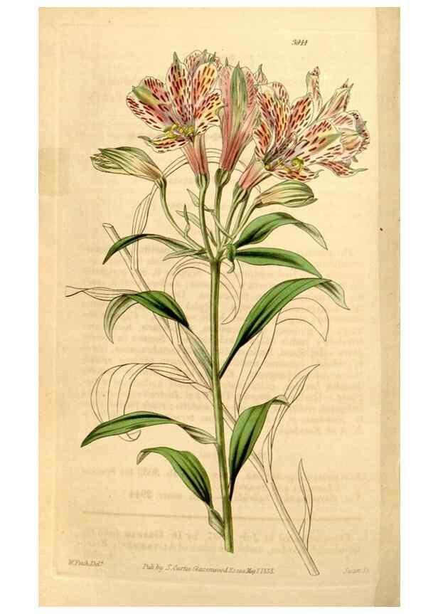 Reproducción/Reproduction 34440850573: Curtis's botanical magazine.. London ; New York [etc.] :Academic Press [etc.]