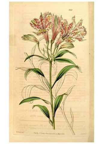 Reproducción/Reproduction 34440850573: Curtis's botanical magazine.. London ; New York [etc.] :Academic Press [etc.]
