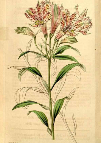 Reproducción/Reproduction 34440850573: Curtis's botanical magazine.. London ; New York [etc.] :Academic Press [etc.]