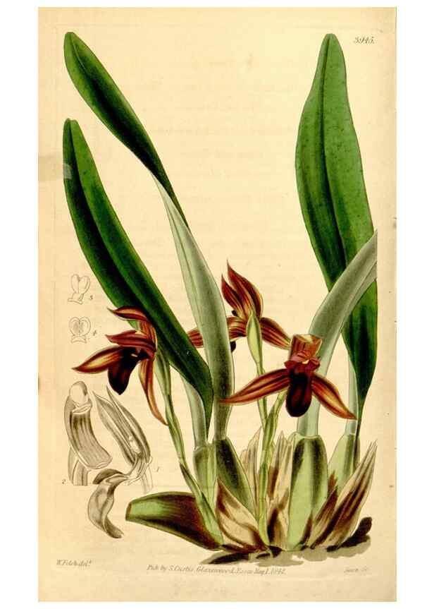 Reproducción/Reproduction 34440852783: Curtis's botanical magazine.. London ; New York [etc.] :Academic Press [etc.]