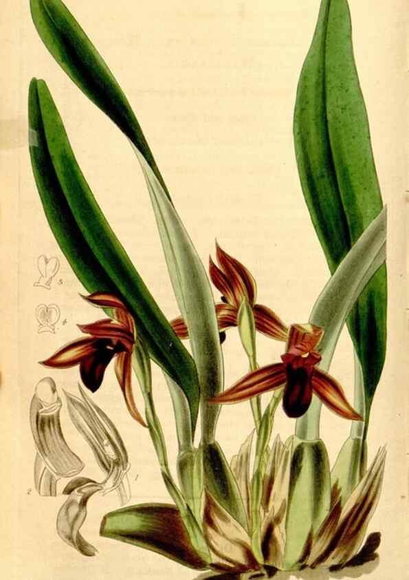 Reproducción/Reproduction 34440852783: Curtis's botanical magazine.. London ; New York [etc.] :Academic Press [etc.]