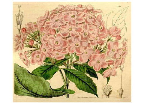 Reproducción/Reproduction 34440854563: Curtis's botanical magazine.. London ; New York [etc.] :Academic Press [etc.]