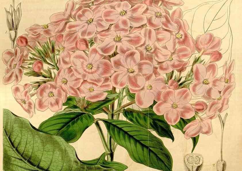 Reproducción/Reproduction 34440854563: Curtis's botanical magazine.. London ; New York [etc.] :Academic Press [etc.]