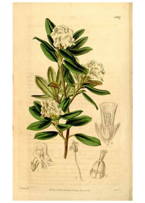 Reproducción/Reproduction 34862821190: Curtis's botanical magazine.. London ; New York [etc.] :Academic Press [etc.]