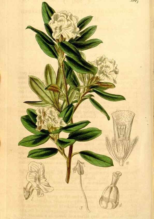 Reproducción/Reproduction 34862821190: Curtis's botanical magazine.. London ; New York [etc.] :Academic Press [etc.]