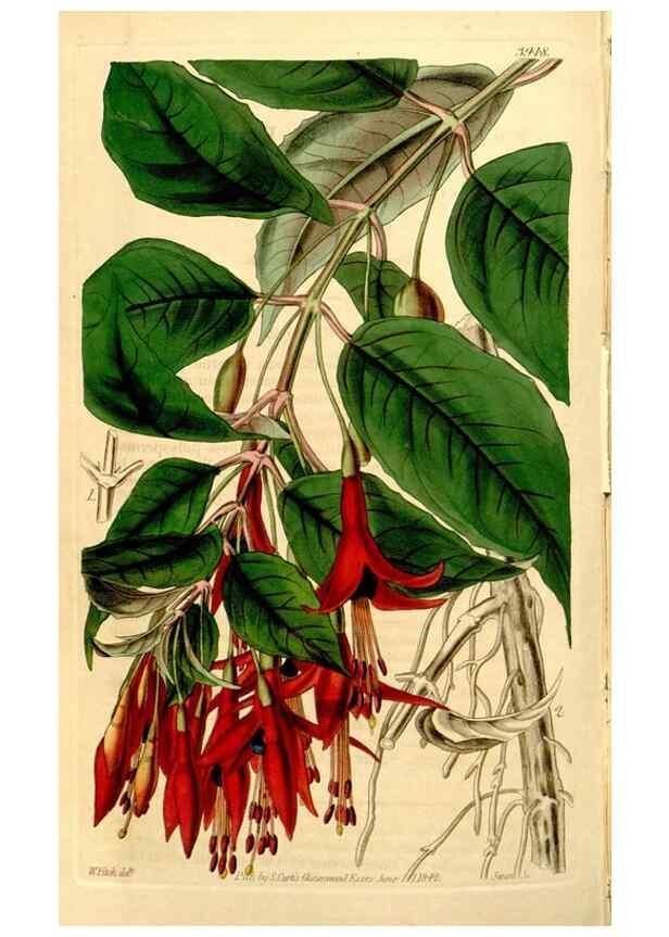 Reproducción/Reproduction 34405840944: Curtis's botanical magazine.. London ; New York [etc.] :Academic Press [etc.]
