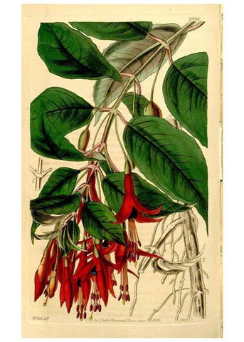 Reproducción/Reproduction 34405840944: Curtis's botanical magazine.. London ; New York [etc.] :Academic Press [etc.]
